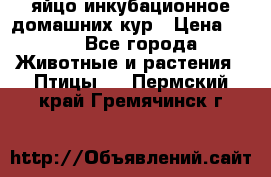 яйцо инкубационное домашних кур › Цена ­ 25 - Все города Животные и растения » Птицы   . Пермский край,Гремячинск г.